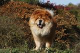 CHOW CHOW 431